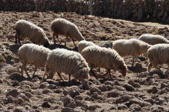 Ovelhas pastam tranquilas na belíssima ilha de Amantani, no lago Titicaca, no Peru